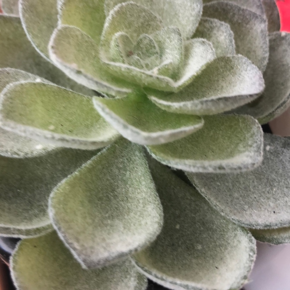 Meet your Posher, Britt